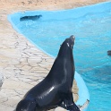 Marineland - Otaries - 003